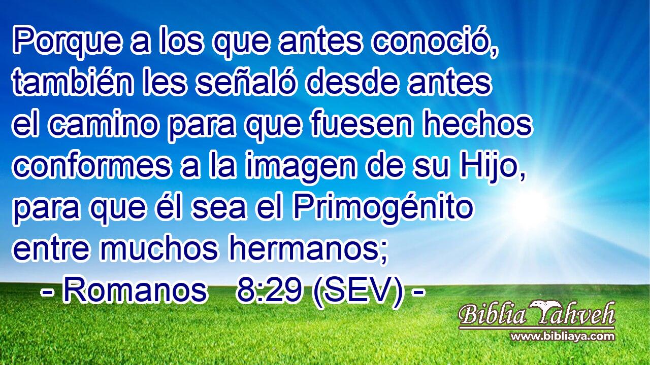 Porque a los que antes conoció, también les señaló desde antes el camino para que fuesen hechos conformes a la imagen de su Hijo, para que él sea el Primogénito entre muchos hermanos;