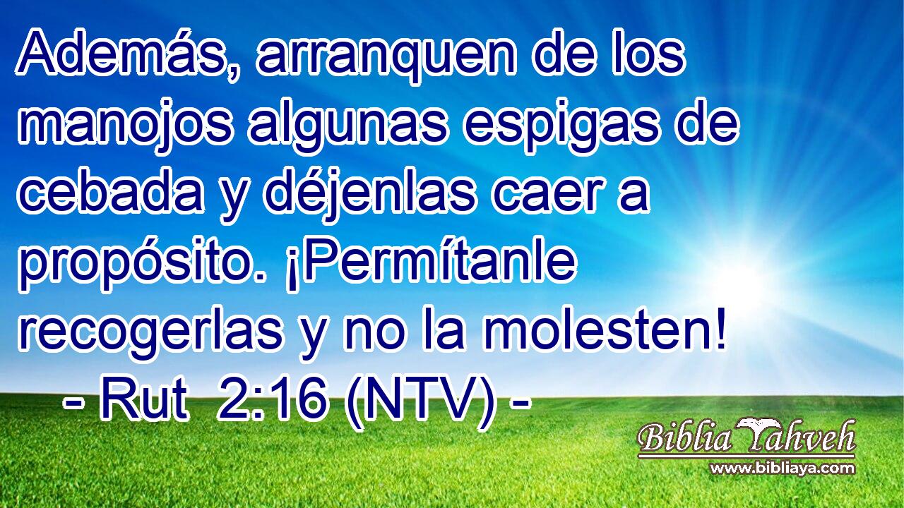Además, arranquen de los manojos algunas espigas de cebada y déjenlas caer a propósito. ¡Permítanle recogerlas y no la molesten!