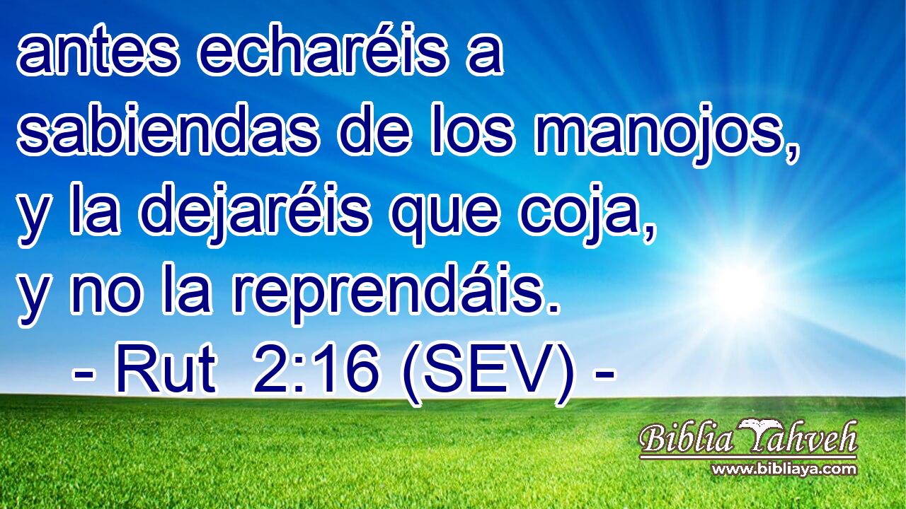 antes echaréis a sabiendas de los manojos, y la dejaréis que coja, y no la reprendáis.