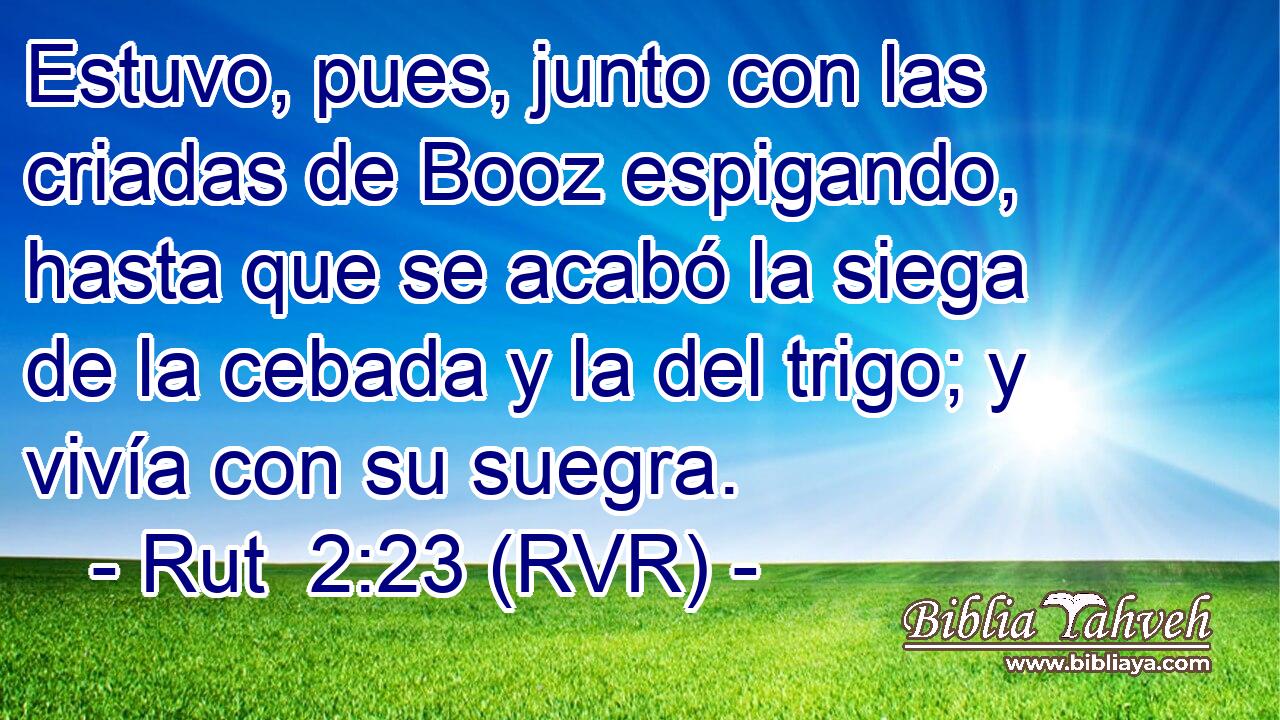 Estuvo, pues, junto con las criadas de Booz espigando, hasta que se acabó la siega de la cebada y la del trigo; y vivía con su suegra.