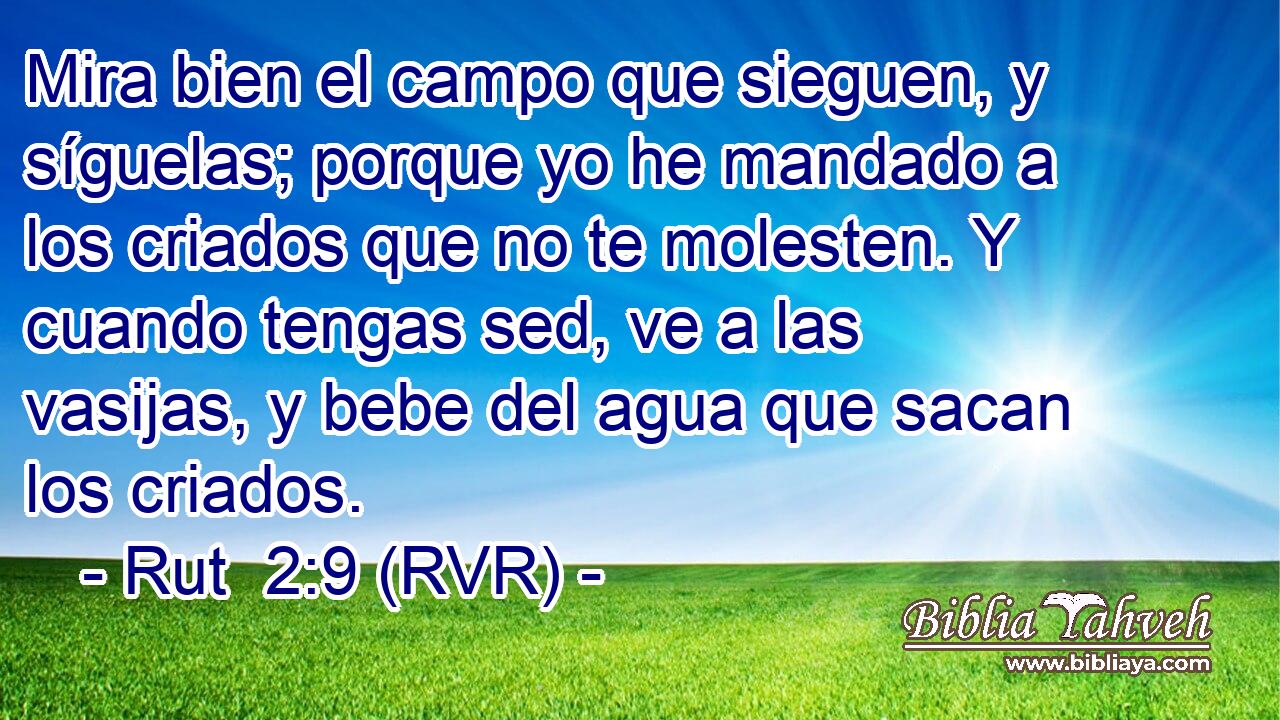 Mira bien el campo que sieguen, y síguelas; porque yo he mandado a los criados que no te molesten. Y cuando tengas sed, ve a las vasijas, y bebe del agua que sacan los criados.