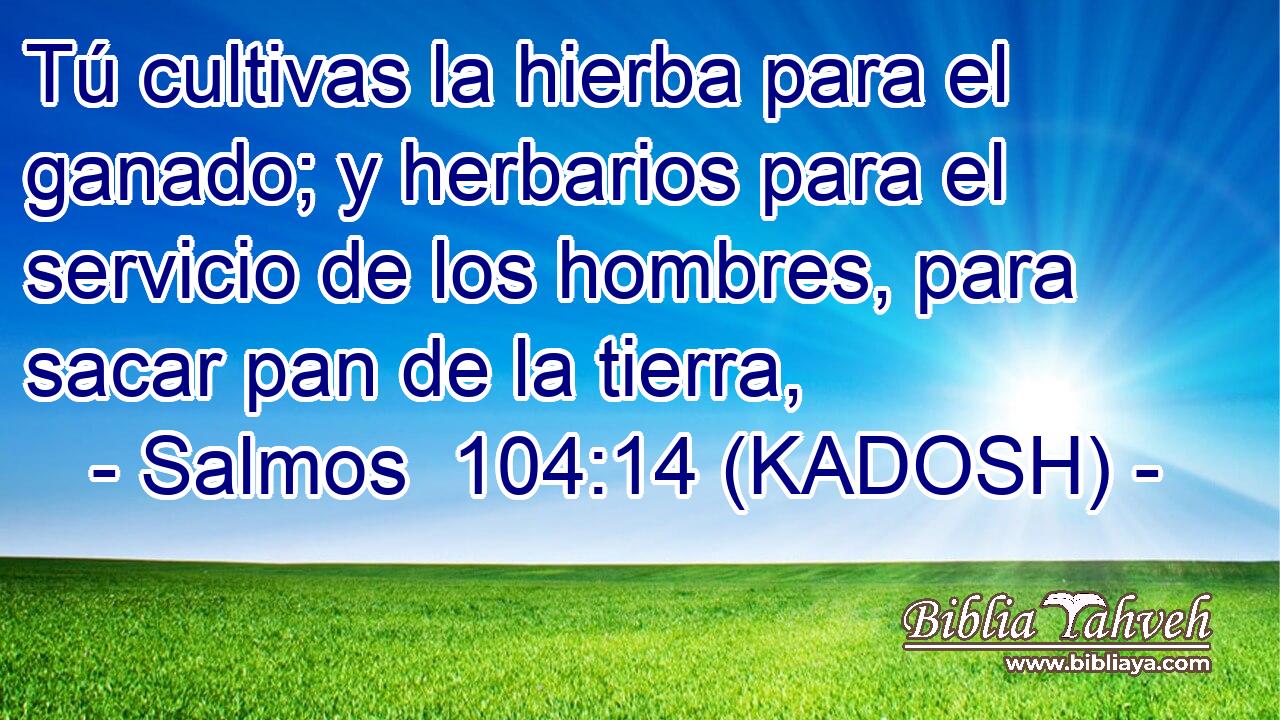 Tú cultivas la hierba para el ganado; y herbarios para el servicio de los hombres, para sacar pan de la tierra, 