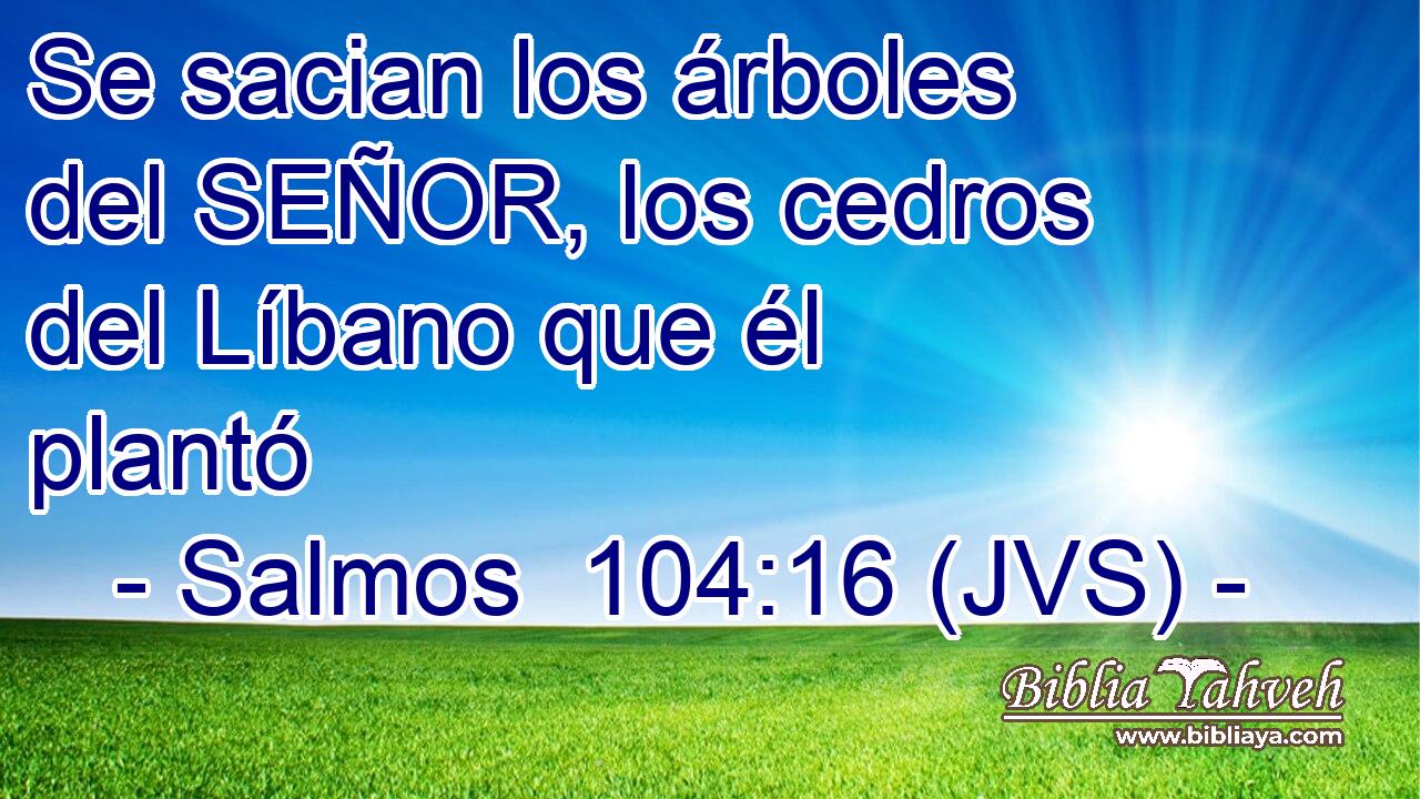 Se sacian los árboles del SEÑOR, los cedros del Líbano que él plantó
