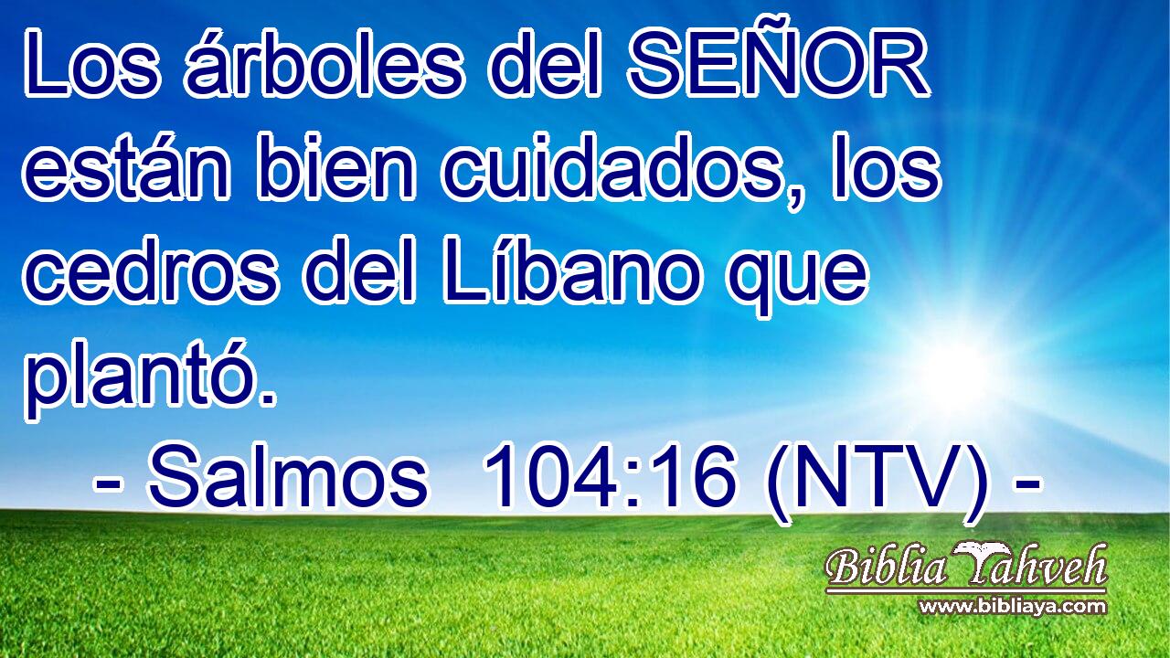 Los árboles del SEÑOR están bien cuidados, los cedros del Líbano que plantó.