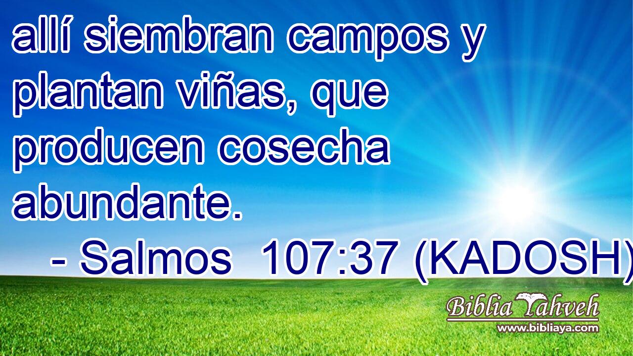  allí siembran campos y plantan viñas, que producen cosecha abundante. 