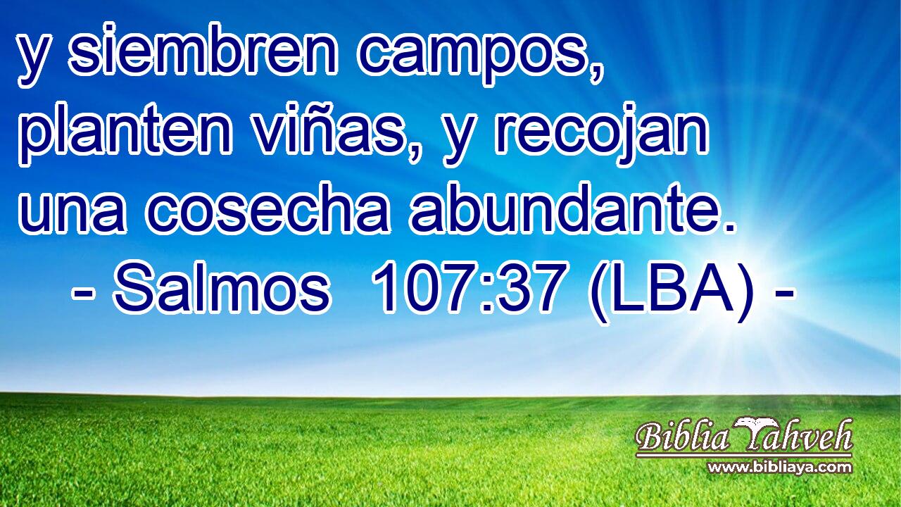 y siembren campos, planten viñas, y recojan una cosecha abundante.