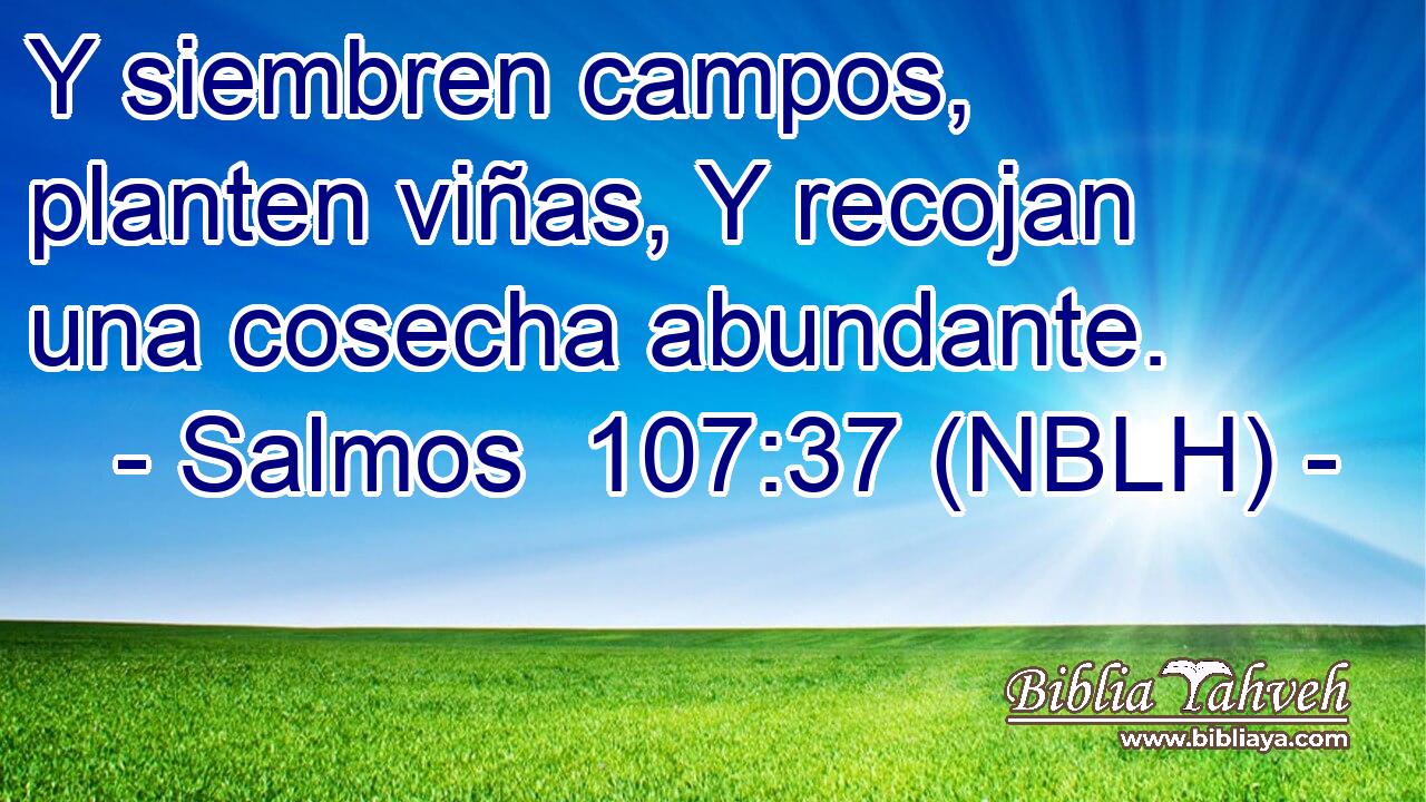  Y siembren campos, planten viñas, Y recojan una cosecha abundante. 