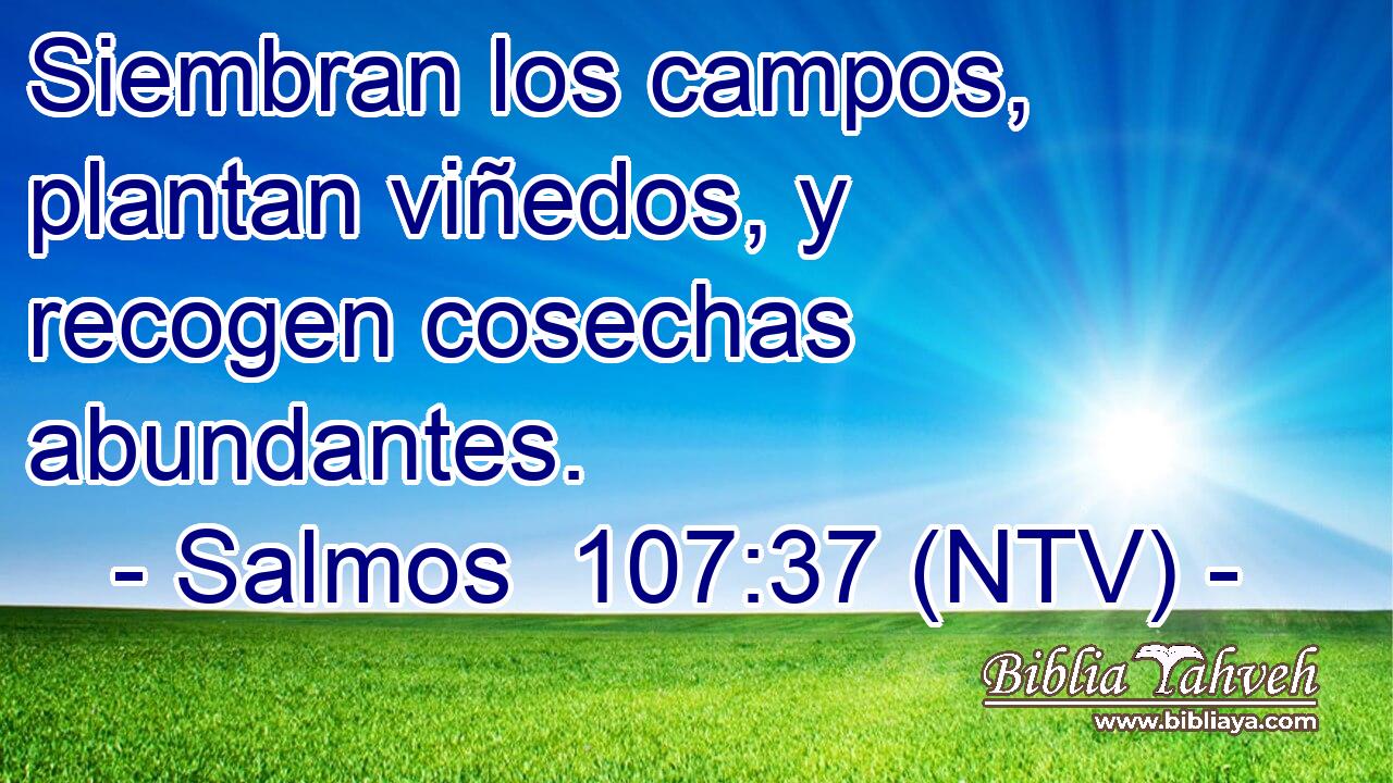 Siembran los campos, plantan viñedos, y recogen cosechas abundantes.
