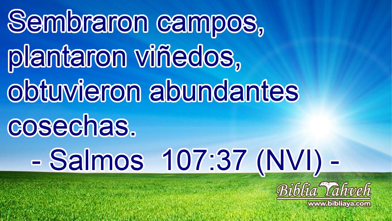  Sembraron campos, plantaron viñedos, obtuvieron abundantes cosechas. 