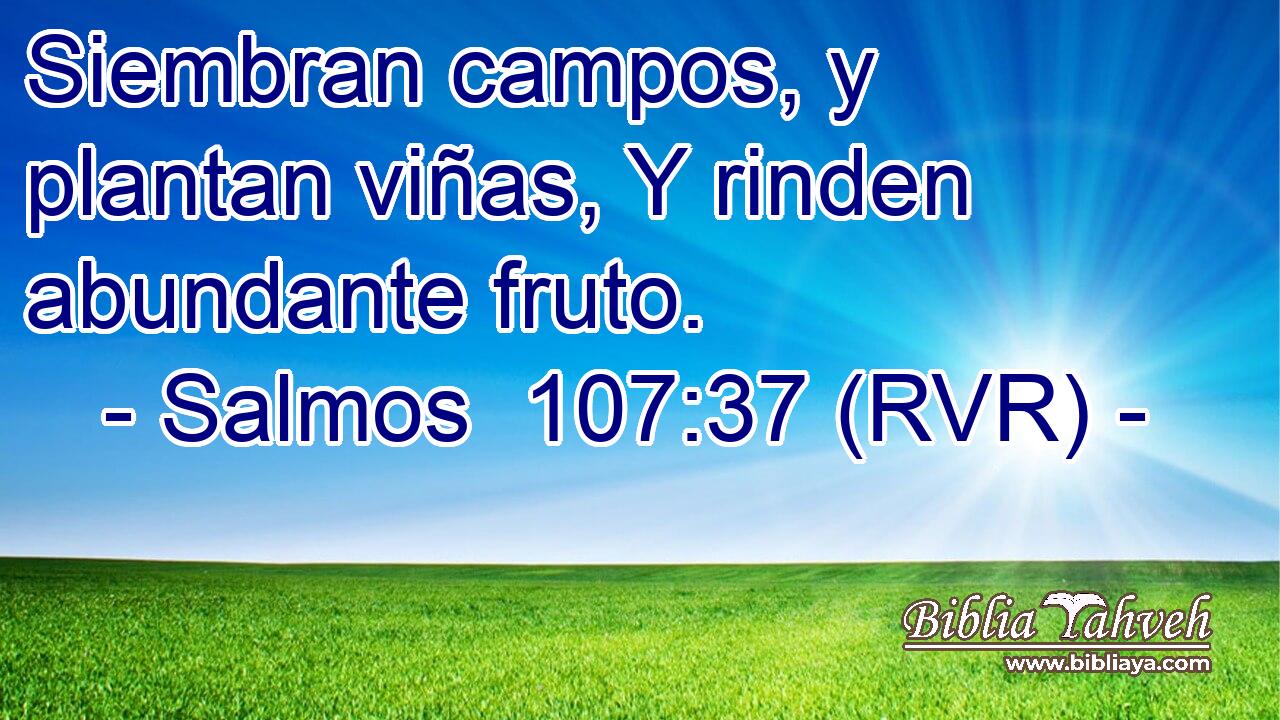 Siembran campos, y plantan viñas, Y rinden abundante fruto.