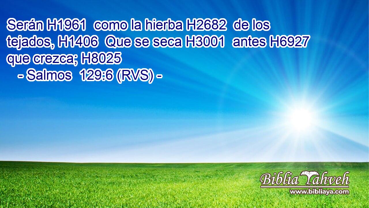 Serán H1961  como la hierba H2682  de los tejados, H1406  Que se seca H3001  antes H6927  que crezca; H8025  
