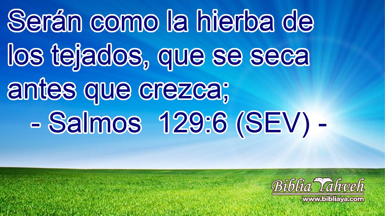 Serán como la hierba de los tejados, que se seca antes que crezca;