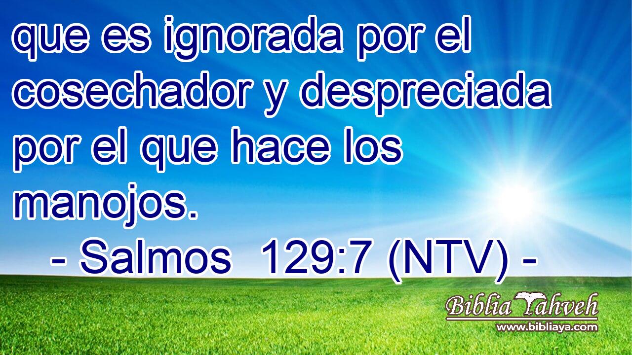 que es ignorada por el cosechador y despreciada por el que hace los manojos.