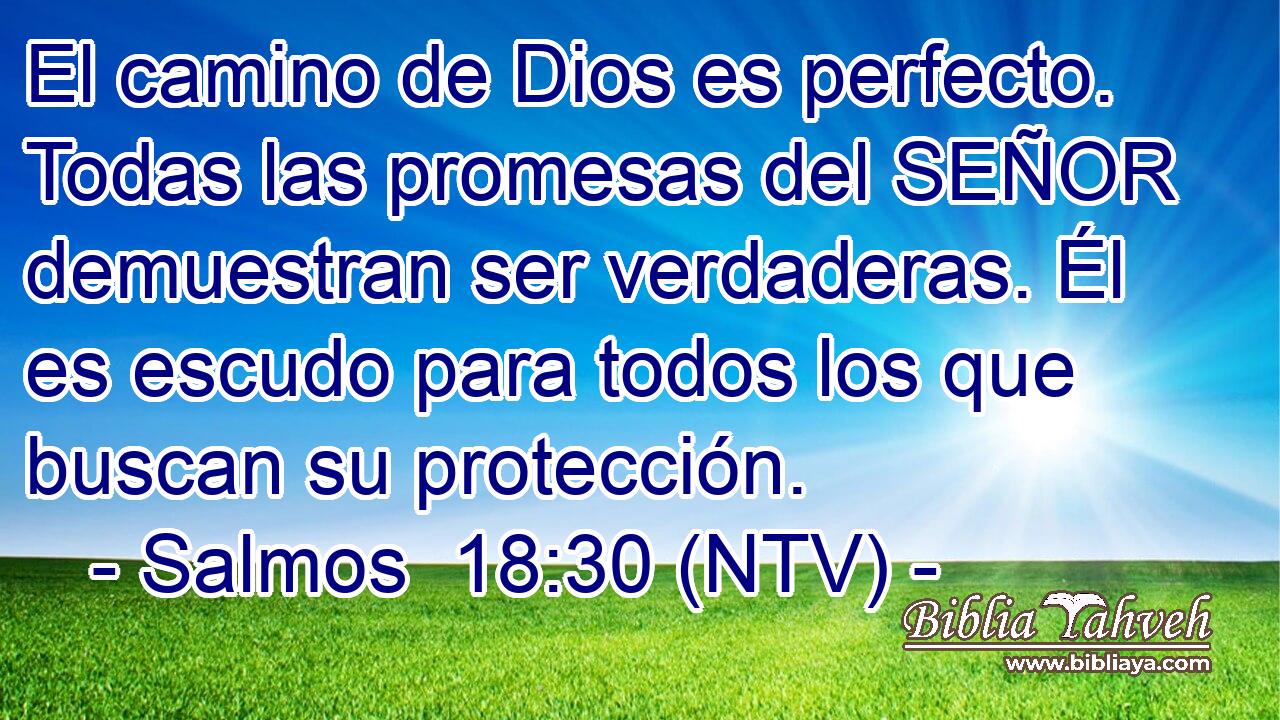 El camino de Dios es perfecto. Todas las promesas del SEÑOR demuestran ser verdaderas. Él es escudo para todos los que buscan su protección.