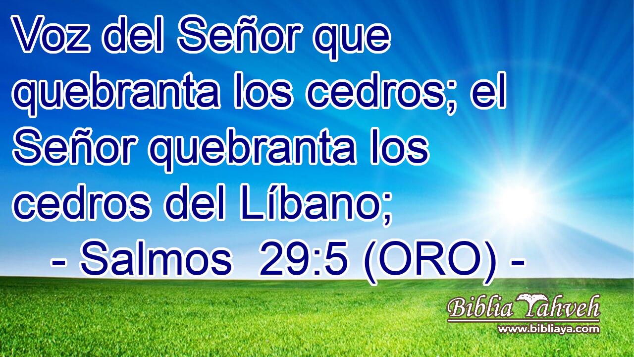  Voz del Señor que quebranta los cedros; el Señor quebranta los cedros del Líbano; 