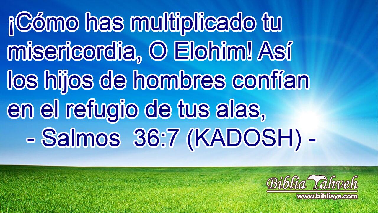  ¡Cómo has multiplicado tu misericordia, O Elohim! Así los hijos de hombres confían en el refugio de tus alas, 