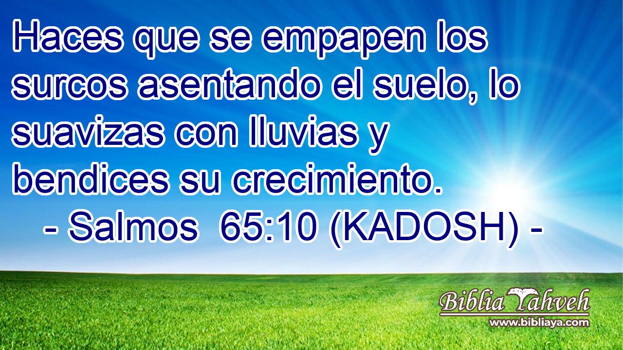  Haces que se empapen los surcos asentando el suelo, lo suavizas con lluvias y bendices su crecimiento. 
