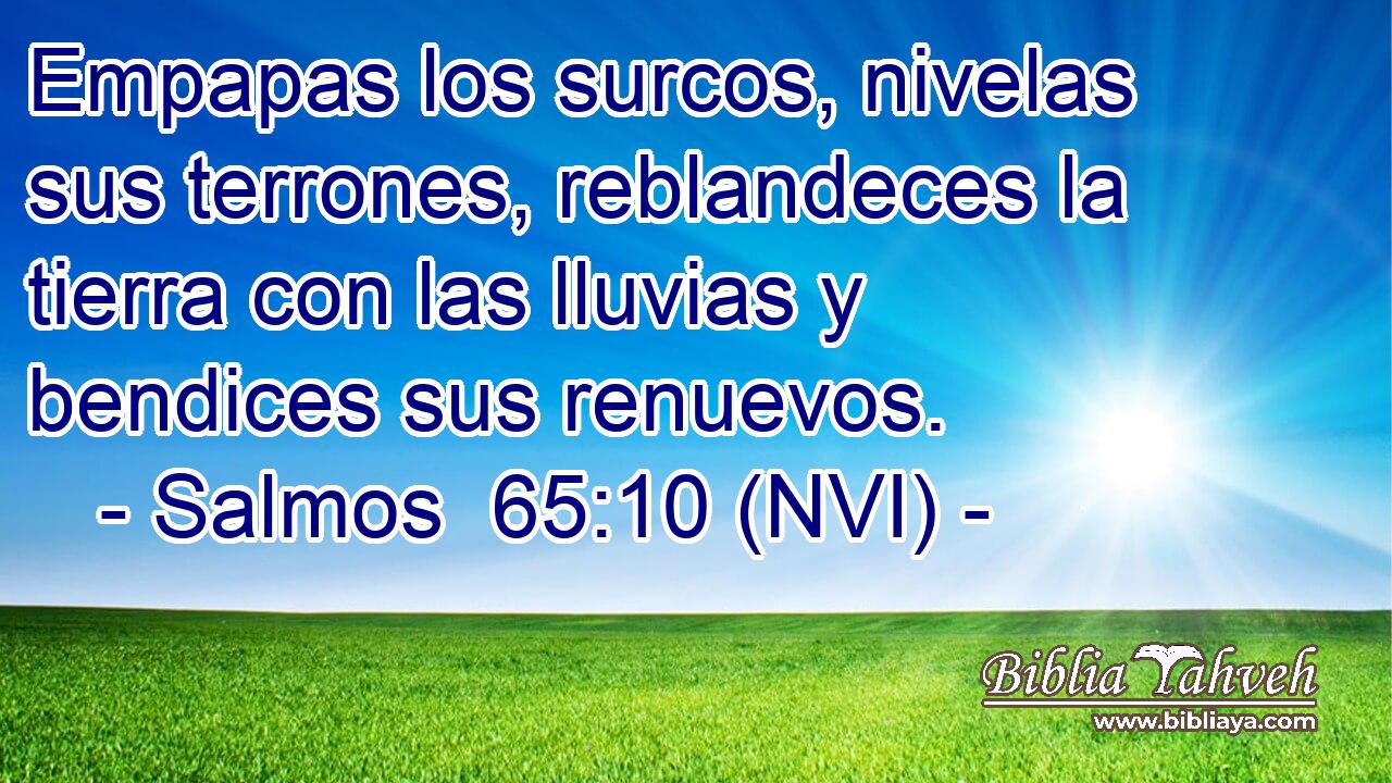  Empapas los surcos, nivelas sus terrones, reblandeces la tierra con las lluvias y bendices sus renuevos. 