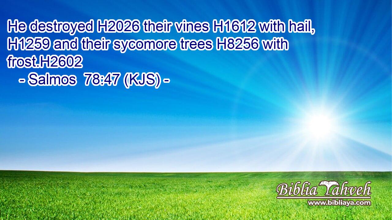 He destroyed H2026 their vines H1612 with hail, H1259 and their sycomore trees H8256 with frost.H2602