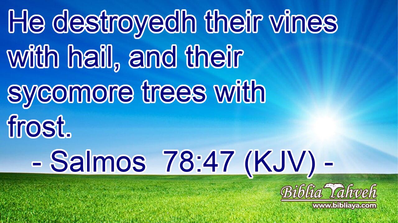 He destroyedh their vines with hail, and their sycomore trees with frost.