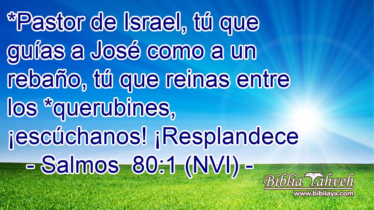  *Pastor de Israel, tú que guías a José como a un rebaño, tú que reinas entre los *querubines, ¡escúchanos! ¡Resplandece 