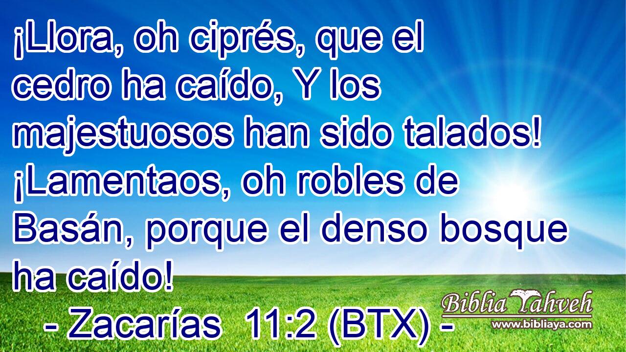¡Llora, oh ciprés, que el cedro ha caído, Y los majestuosos han sido talados! ¡Lamentaos, oh robles de Basán, porque el denso bosque ha caído!