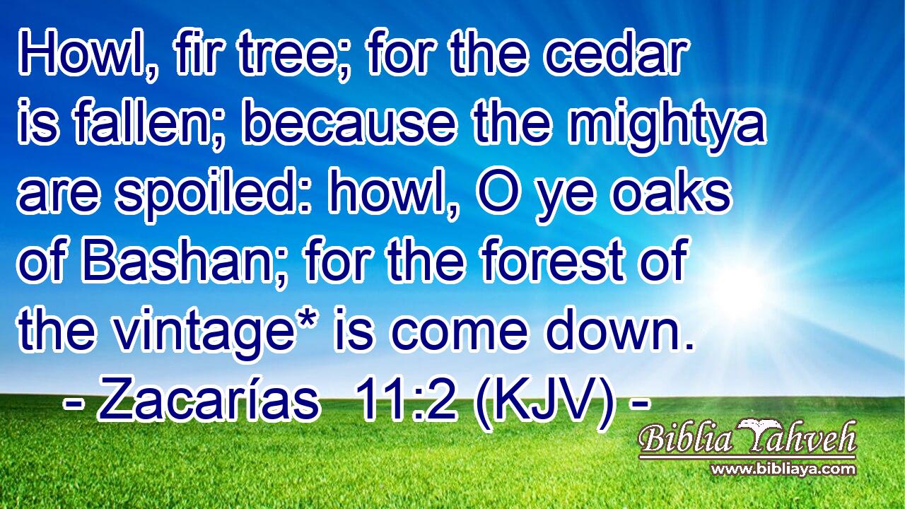 Howl, fir tree; for the cedar is fallen; because the mightya are spoiled: howl, O ye oaks of Bashan; for the forest of the vintage* is come down.