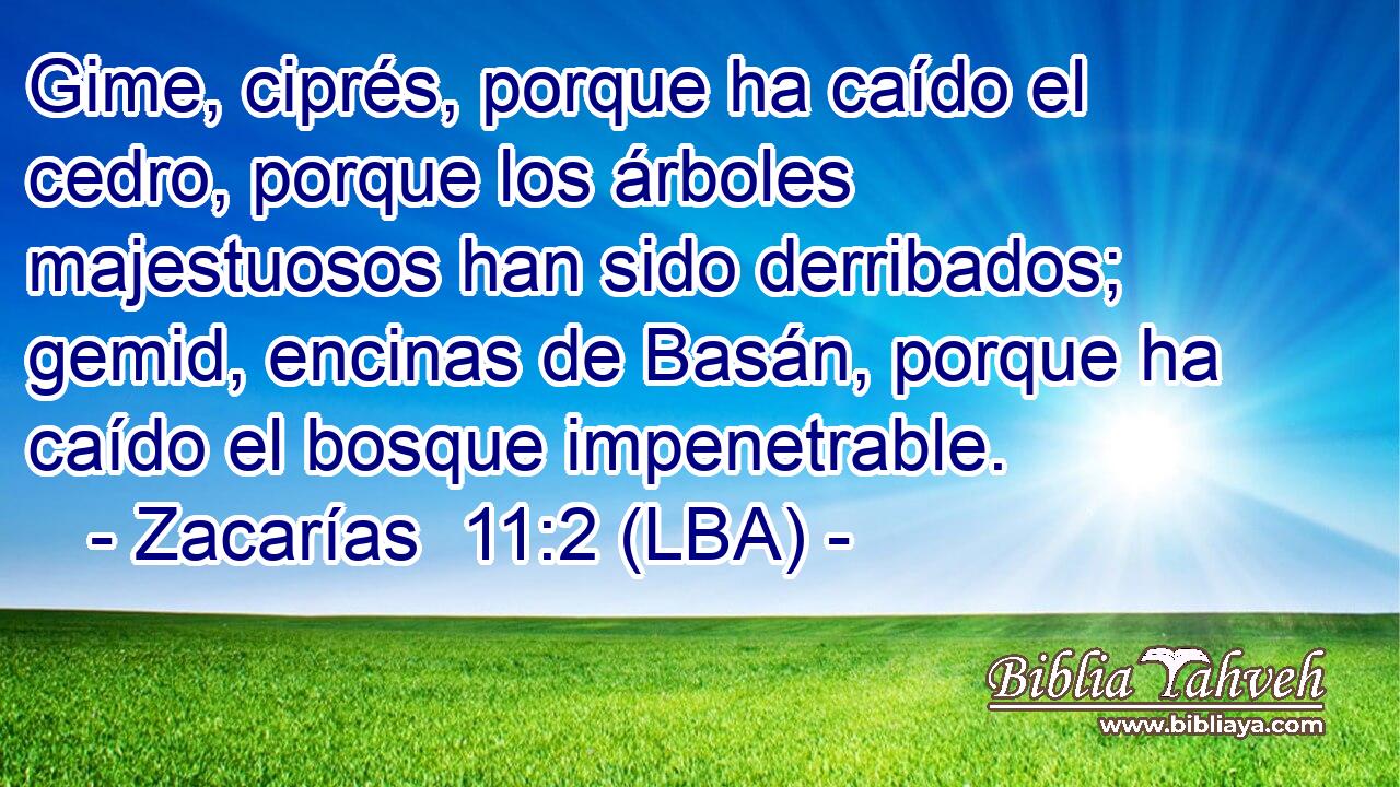 Gime, ciprés, porque ha caído el cedro, porque los árboles majestuosos han sido derribados; gemid, encinas de Basán, porque ha caído el bosque impenetrable.