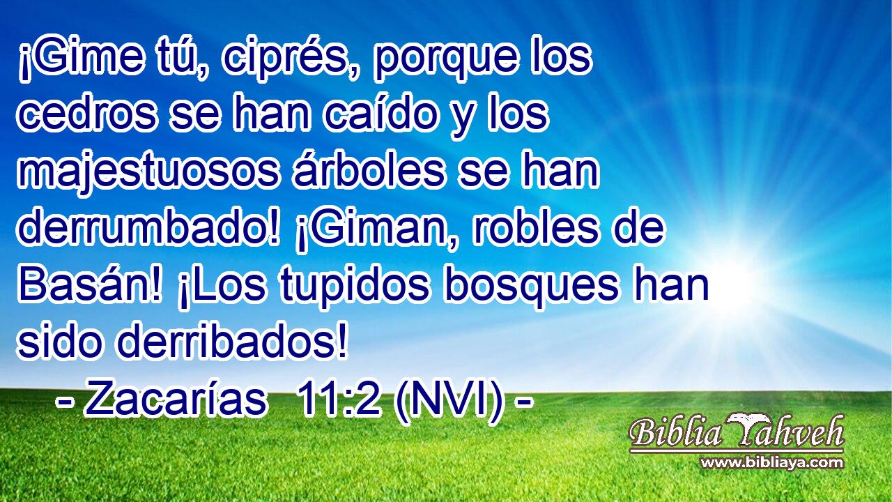  ¡Gime tú, ciprés, porque los cedros se han caído y los majestuosos árboles se han derrumbado! ¡Giman, robles de Basán! ¡Los tupidos bosques han sido derribados! 