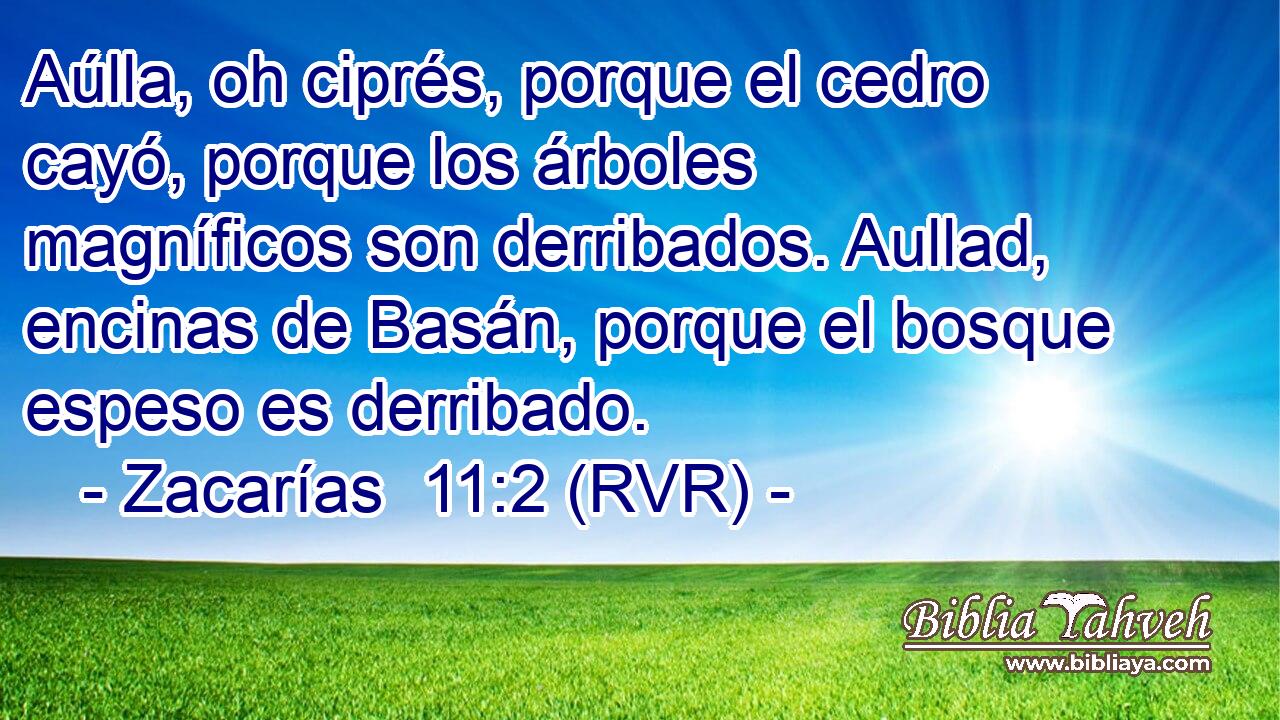 Aúlla, oh ciprés, porque el cedro cayó, porque los árboles magníficos son derribados. Aullad, encinas de Basán, porque el bosque espeso es derribado.