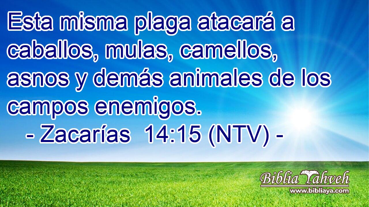 Esta misma plaga atacará a caballos, mulas, camellos, asnos y demás animales de los campos enemigos.