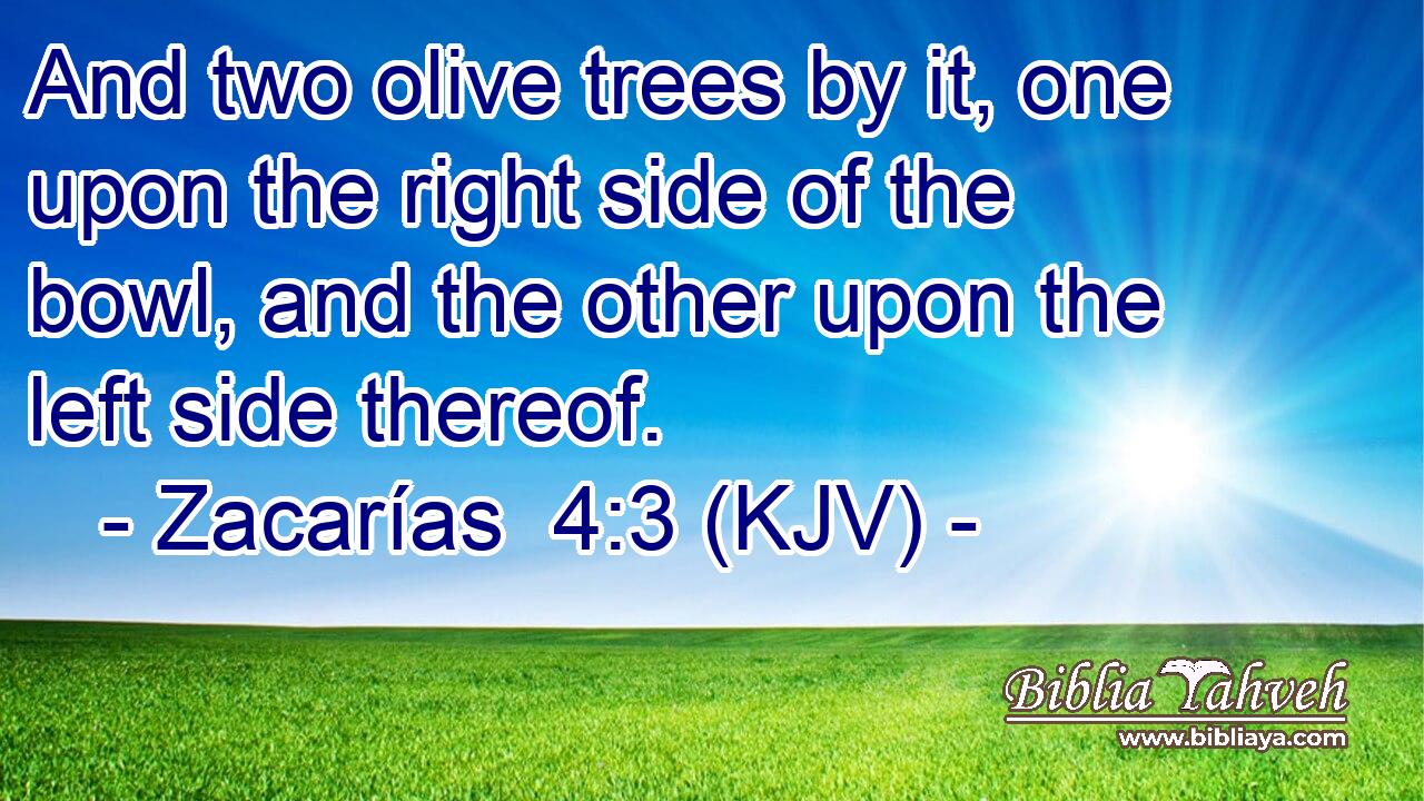 And two olive trees by it, one upon the right side of the bowl, and the other upon the left side thereof.