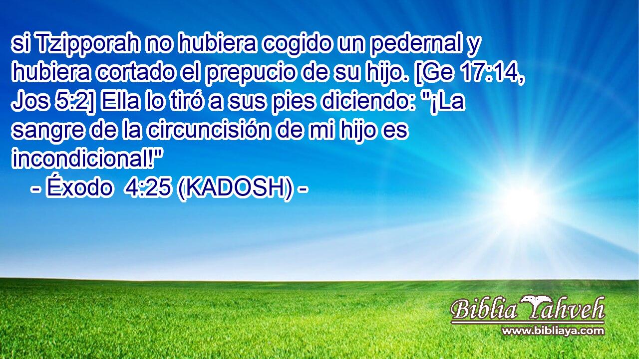  si Tzipporah no hubiera cogido un pedernal y hubiera cortado el prepucio de su hijo. [Ge 17:14, Jos 5:2] Ella lo tiró a sus pies diciendo: 