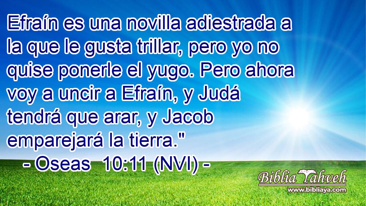  Efraín es una novilla adiestrada a la que le gusta trillar, pero yo no quise ponerle el yugo. Pero ahora voy a uncir a Efraín, y Judá tendrá que arar, y Jacob emparejará la tierra.